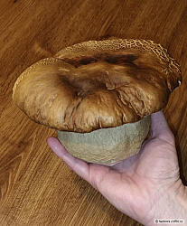 kliknutím fotku zvětšíte