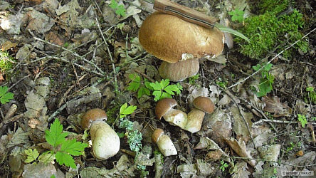 kliknutím fotku zvětšíte