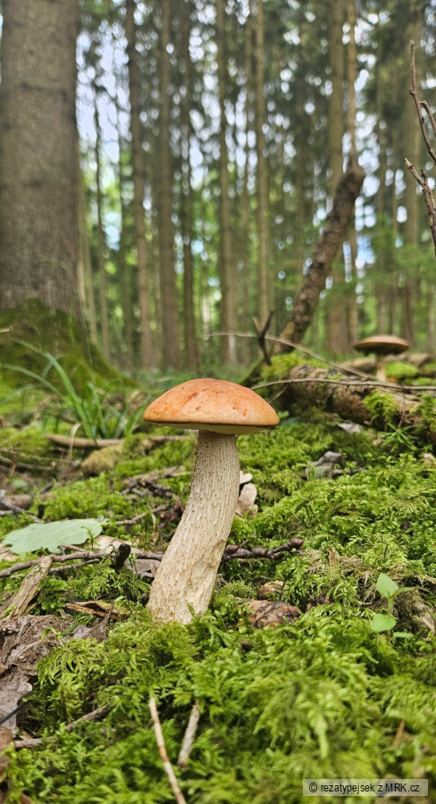kliknutím fotku zvětšíte