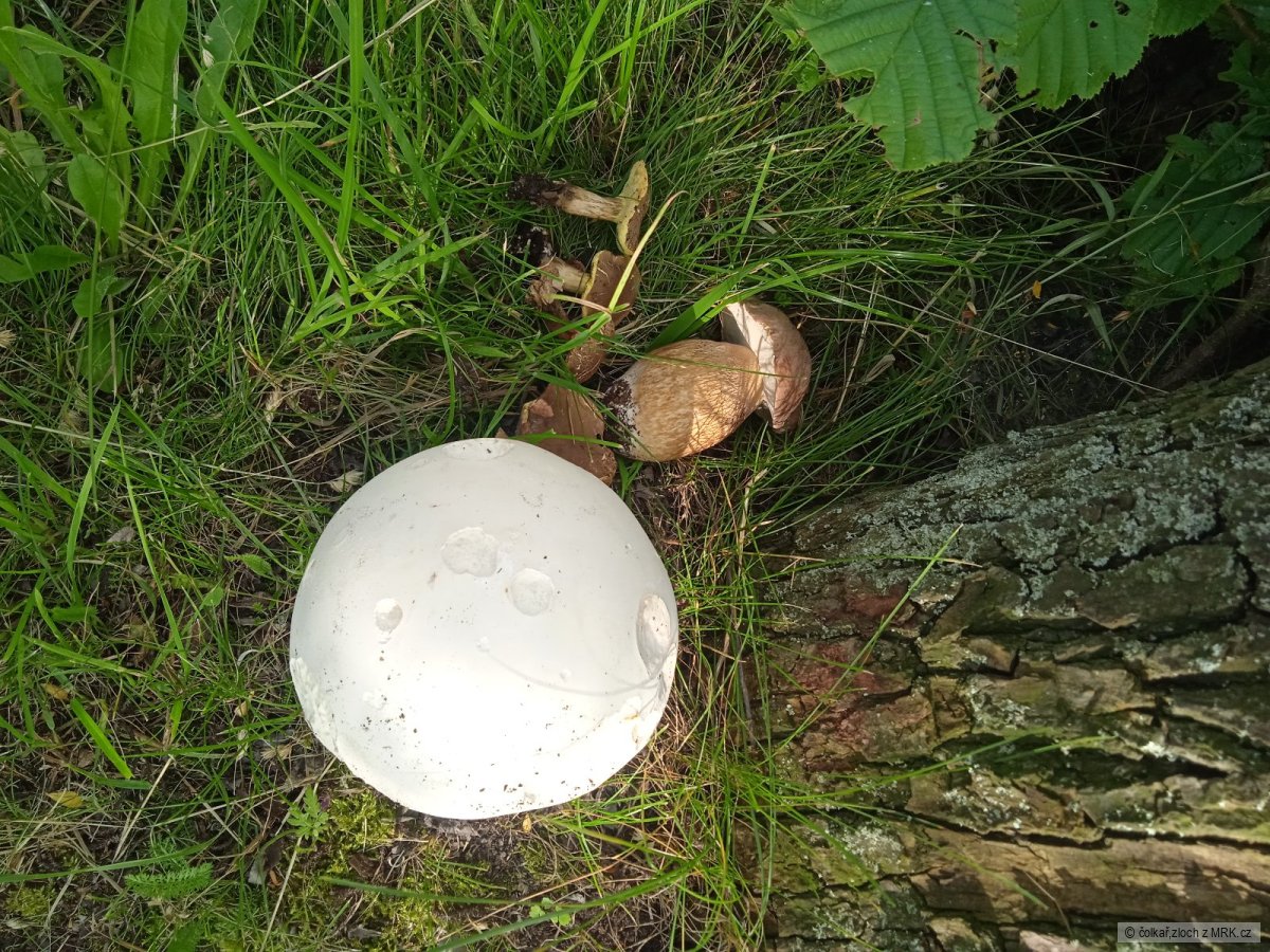 kliknutím fotku zvětšíte