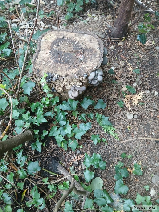 kliknutím fotku zvětšíte