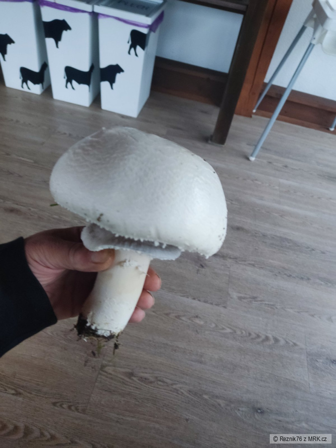kliknutím fotku zvětšíte