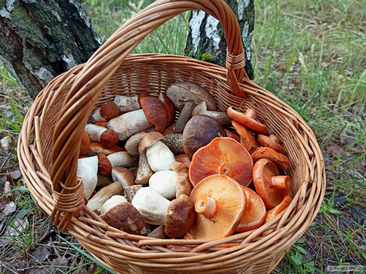 kliknutím fotku zvětšíte