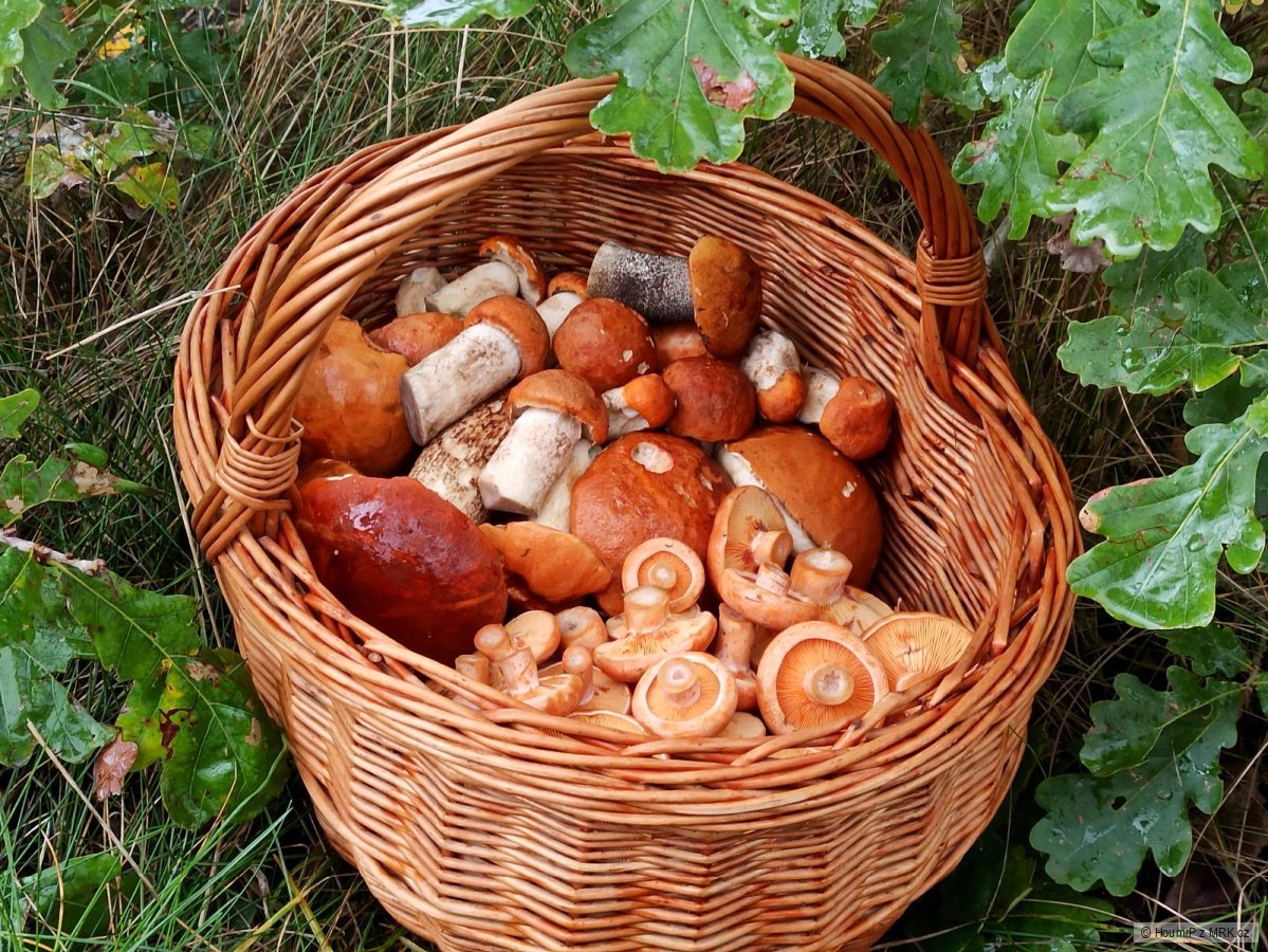kliknutím fotku zvětšíte