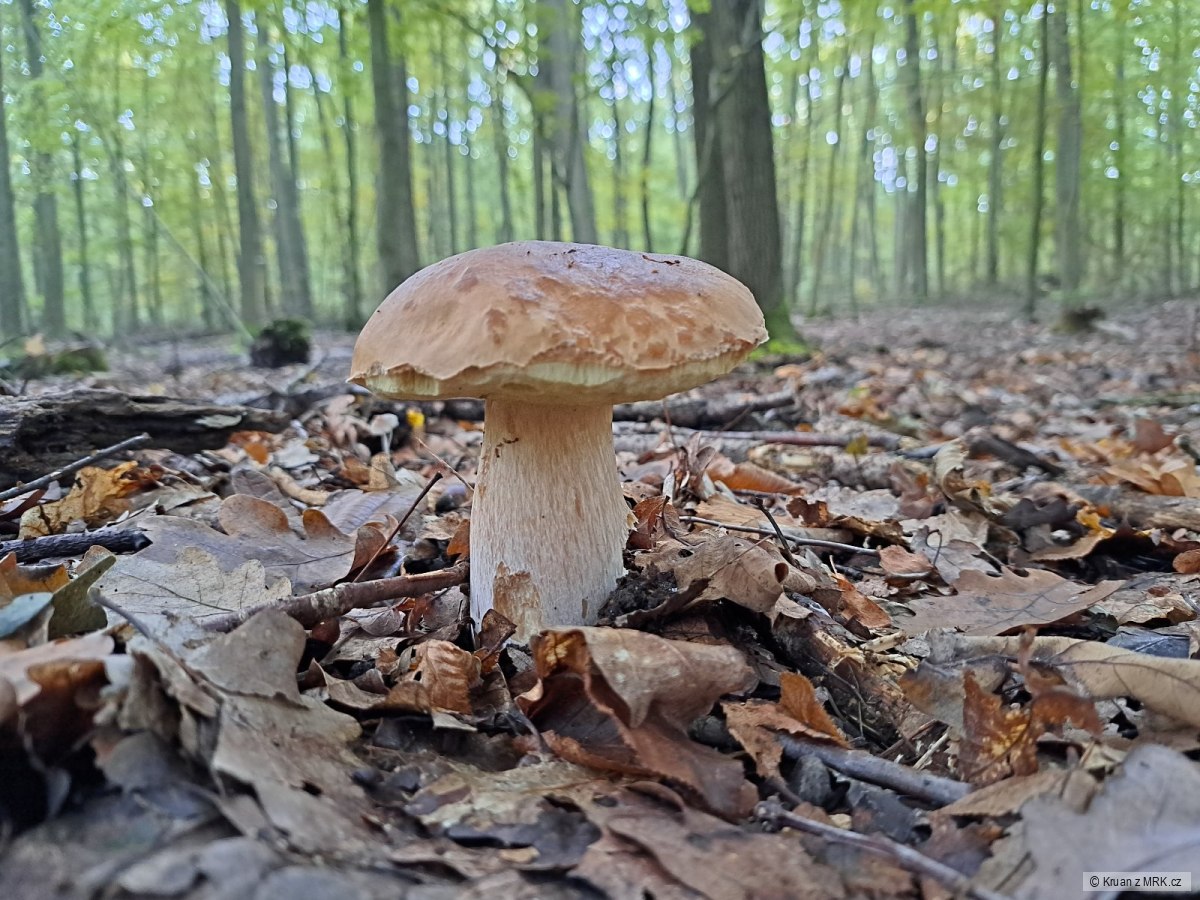 kliknutím fotku zvětšíte