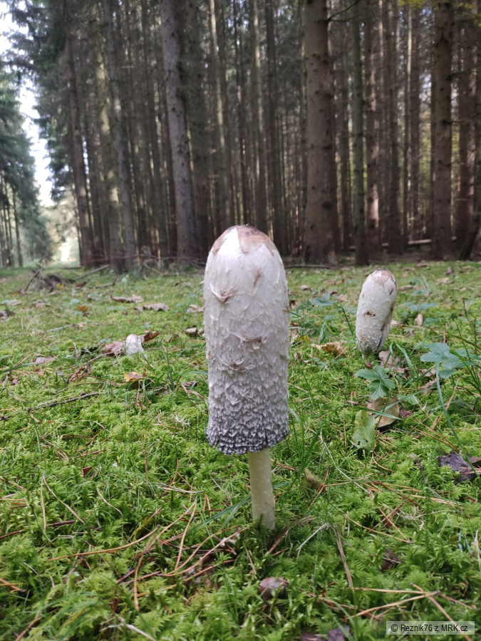 kliknutím fotku zvětšíte