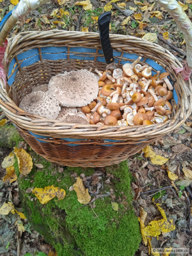 kliknutím fotku zvětšíte