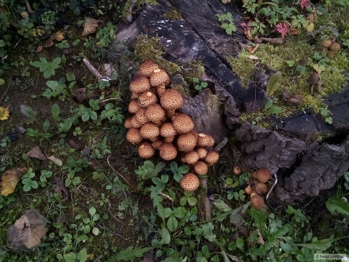 kliknutím fotku zvětšíte