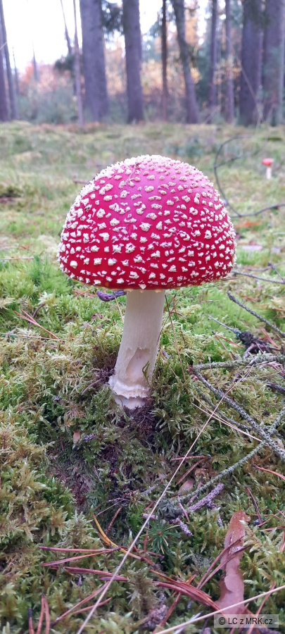 kliknutím fotku zvětšíte