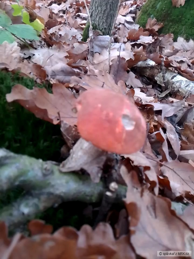 kliknutím fotku zvětšíte