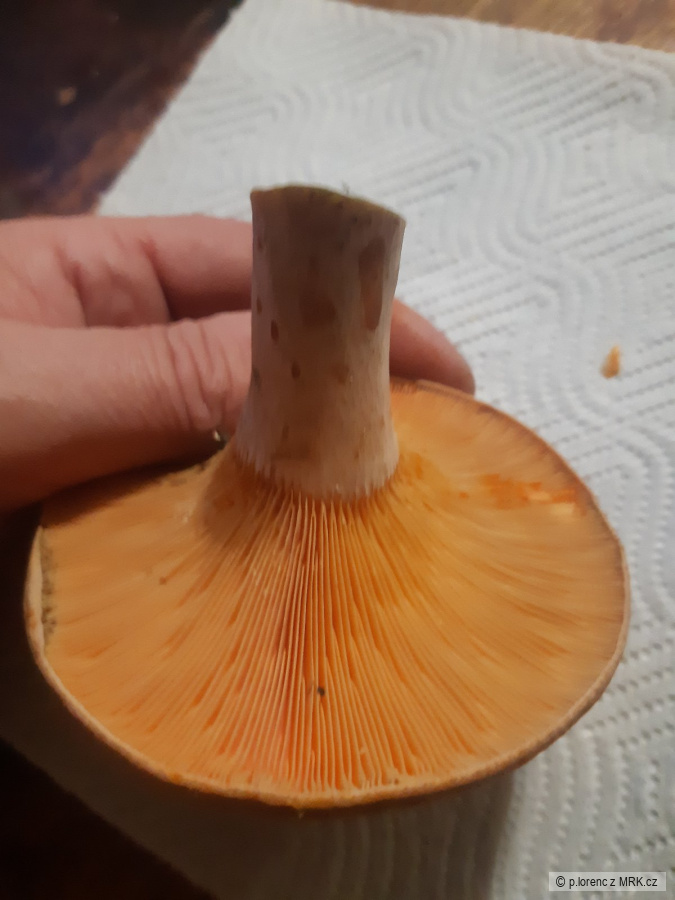 kliknutím fotku zvětšíte
