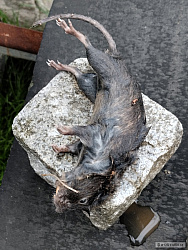 kliknutím fotku zvětšíte