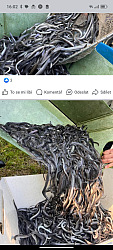 kliknutím fotku zvětšíte