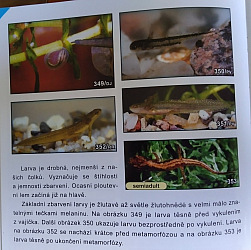 kliknutím fotku zvětšíte