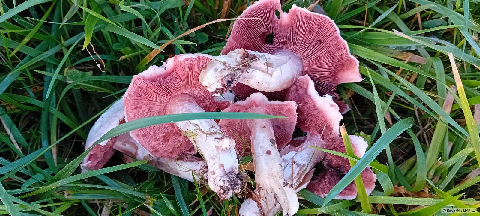 kliknutím fotku zvětšíte