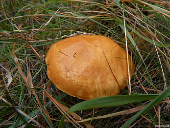 kliknutím fotku zvětšíte
