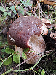 kliknutím fotku zvětšíte