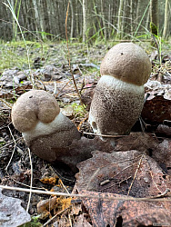 kliknutím fotku zvětšíte