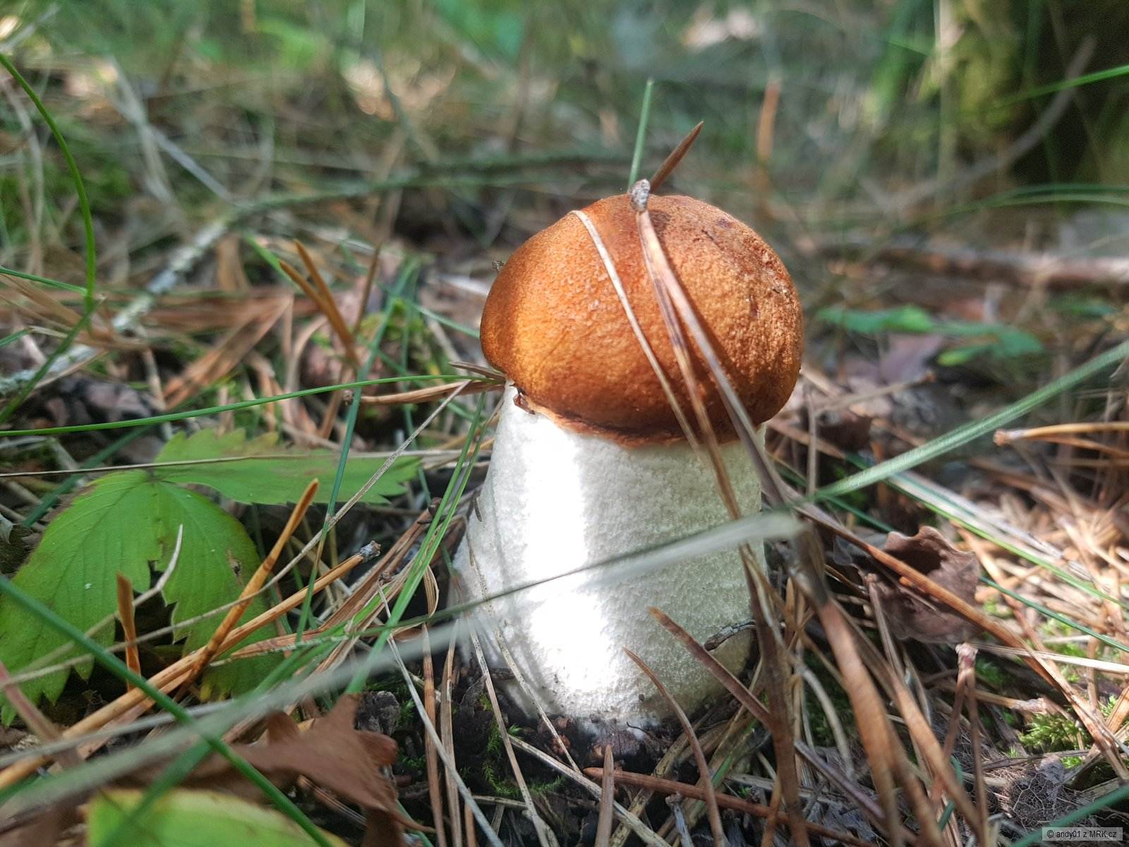 kliknutím fotku zvětšíte