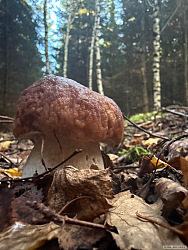 kliknutím fotku zvětšíte