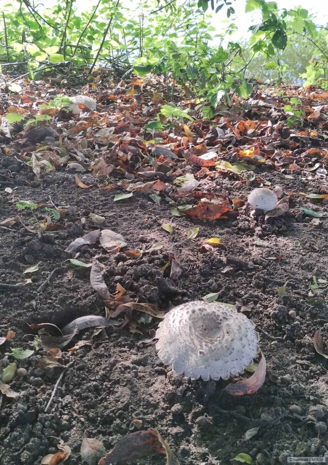 kliknutím fotku zvětšíte