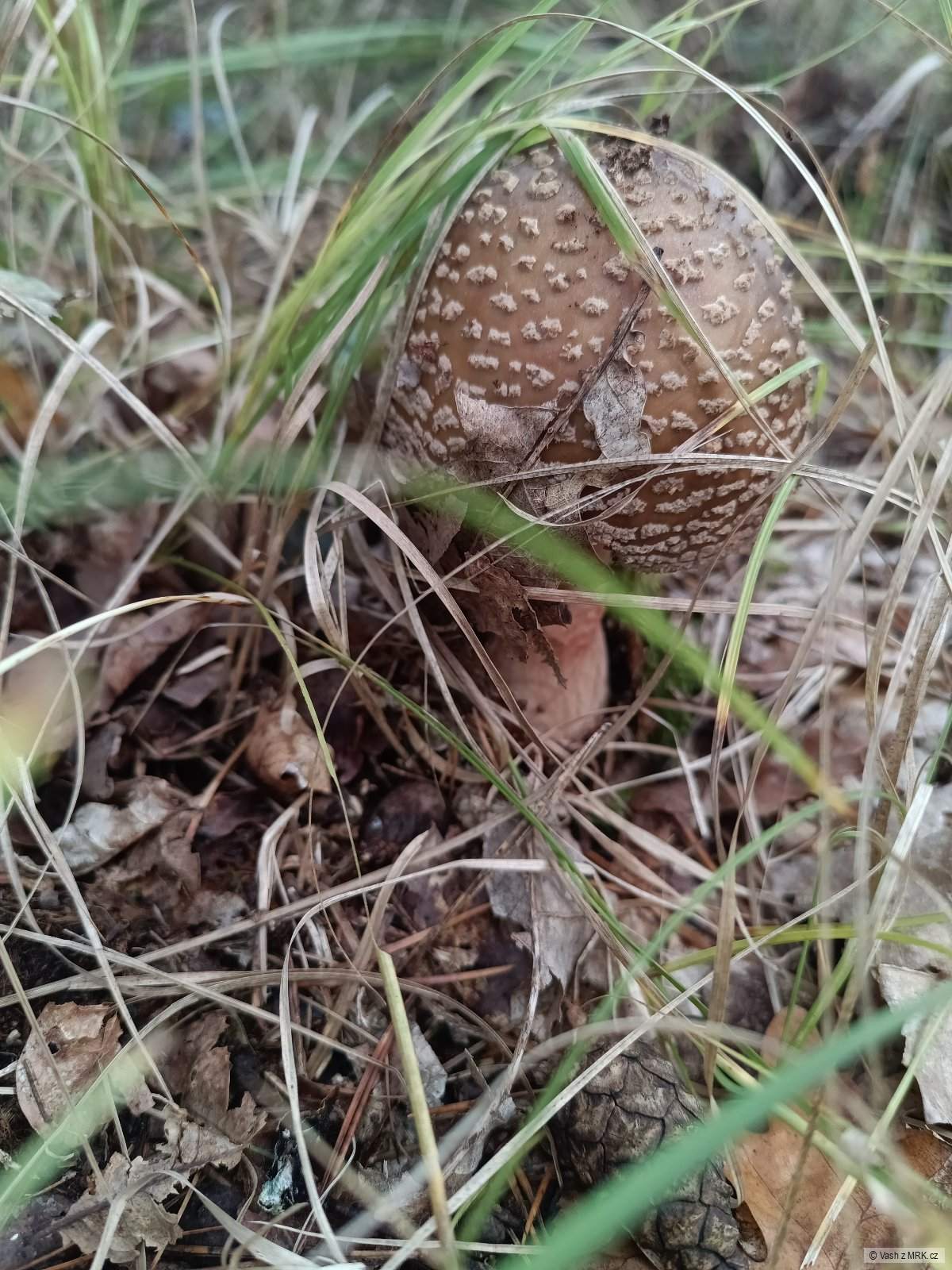 kliknutím fotku zvětšíte