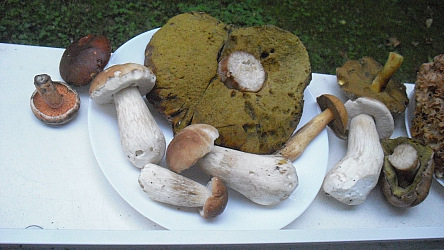 kliknutím fotku zvětšíte