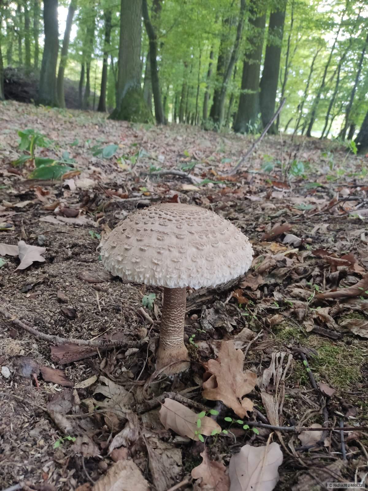 kliknutím fotku zvětšíte