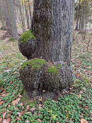kliknutím fotku zvětšíte