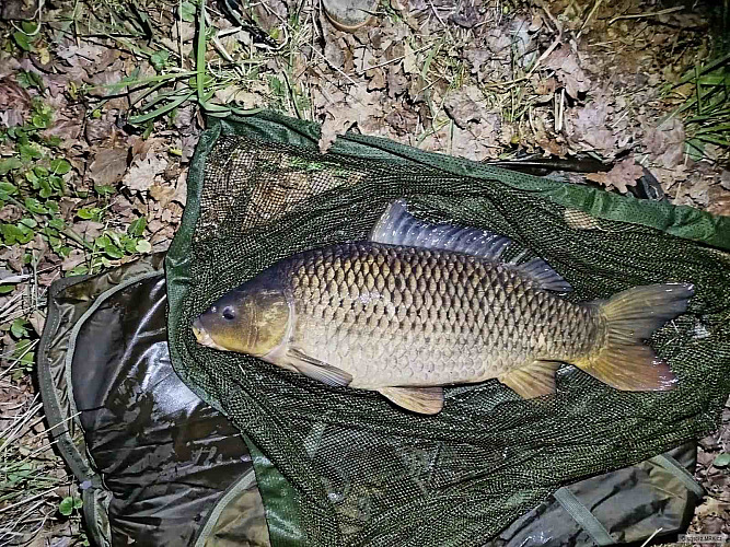 Kapr obecný