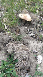Karas stříbřitý