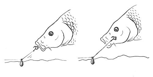 nasati ryby